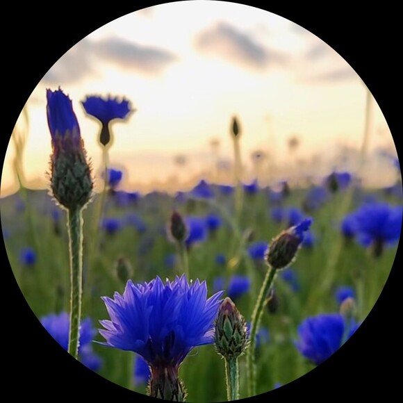 blubird_blubird